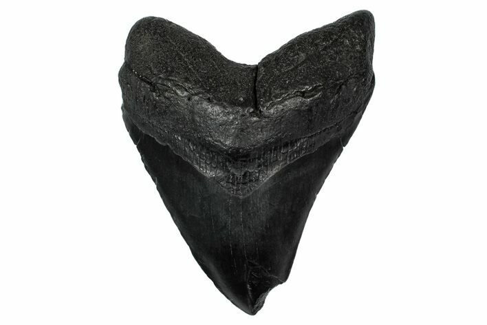 Fossil Megalodon Tooth - South Carolina #345806